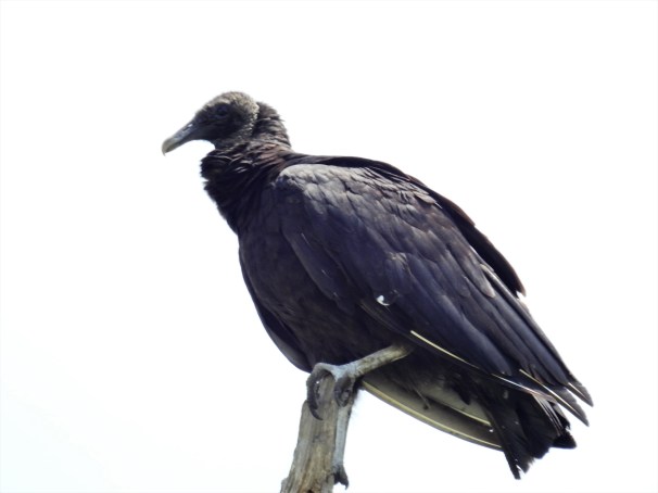 Black Vulture