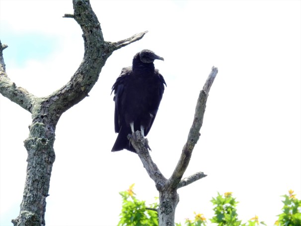 Black Vulture