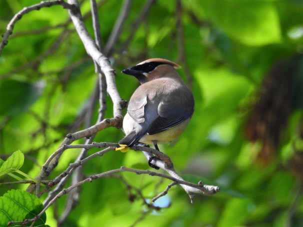 Cedar Waxwing