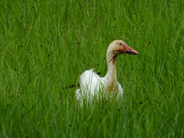 Snow Goose (White Morph)