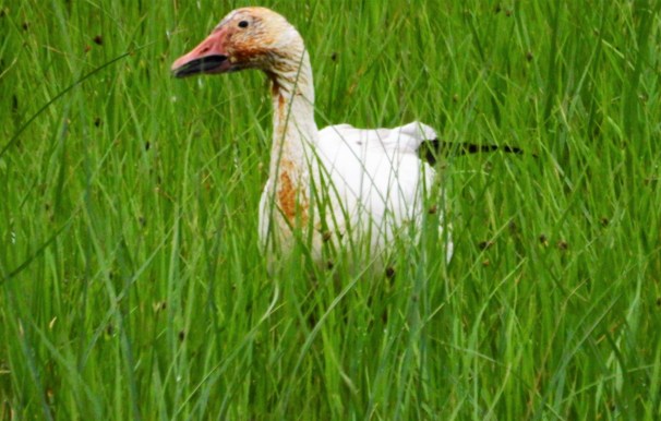 Snow Goose (White Morph)