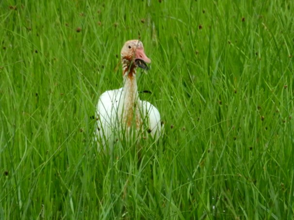 Snow Goose (White Morph)