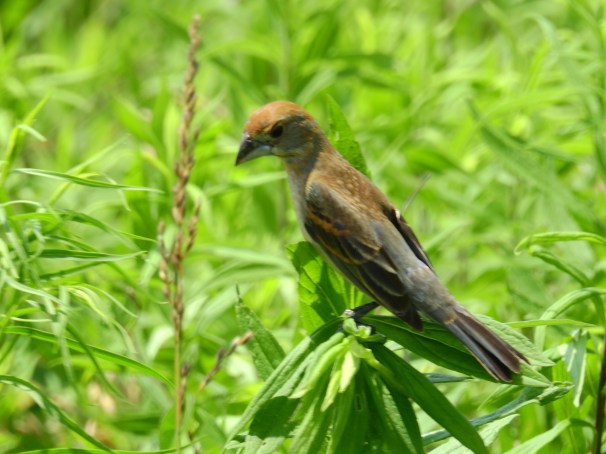 Blue Grosbeak (Female)