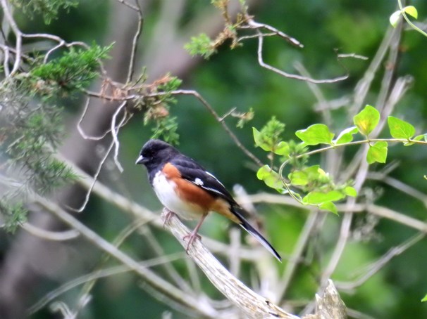 Eastern Towhee