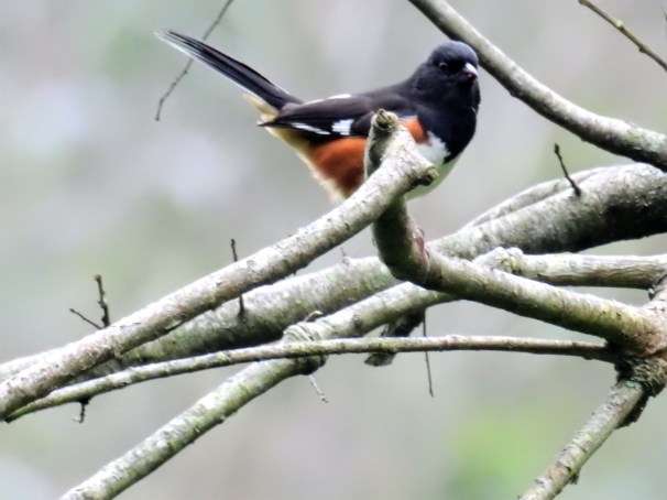 Eastern Towhee