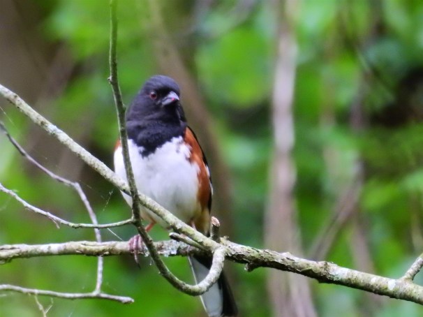 Eastern Towhee