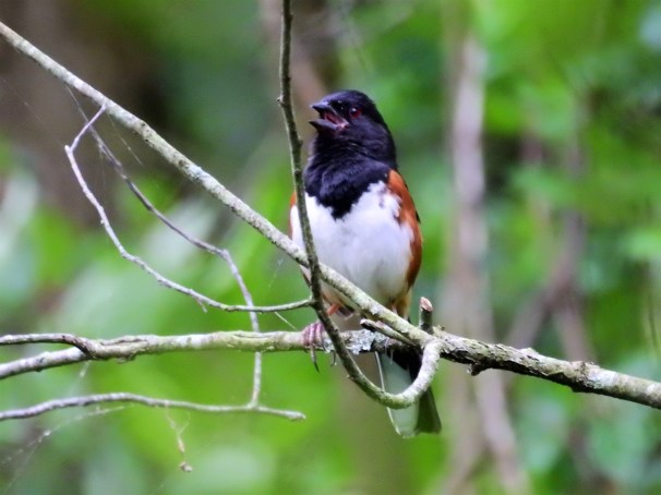 Eastern Towhee