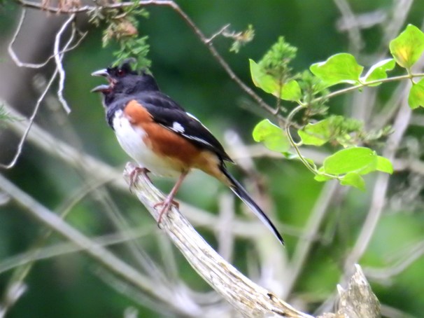 Eastern Towhee
