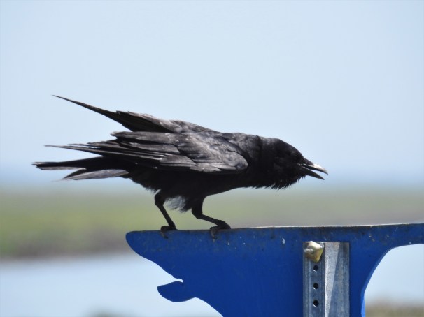 Fish Crow