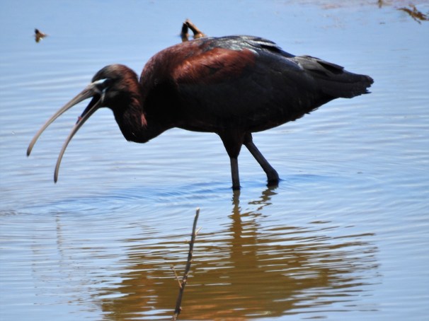 Glossy Ibis