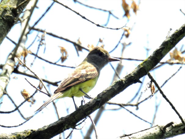 Great Crested Flycatcher