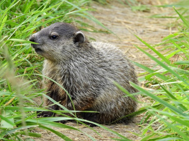 Groundhog, Woodchuck, Whistlepig,