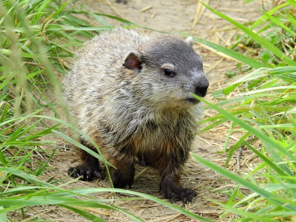 Groundhog, Woodchuck, Whistlepig,