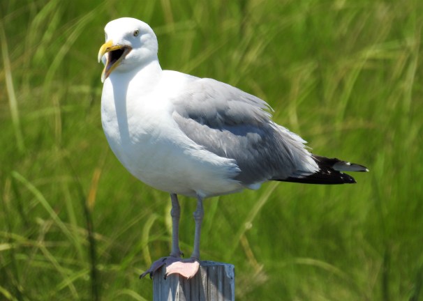 Herring Gull
