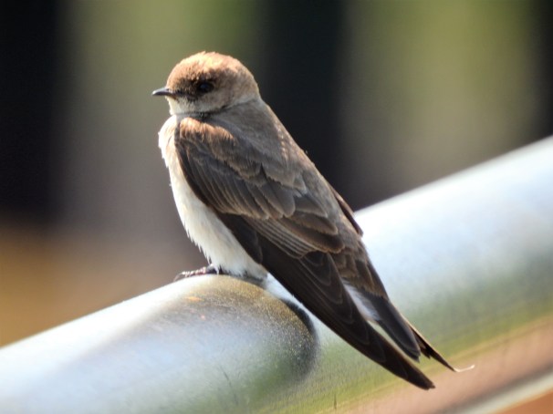 Northern Rough-winged Swallow in Delaware City.