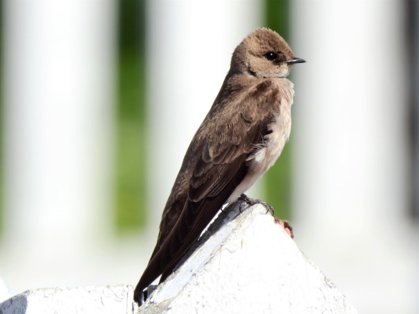 Northern Rough-winged Swallow in Delaware City.