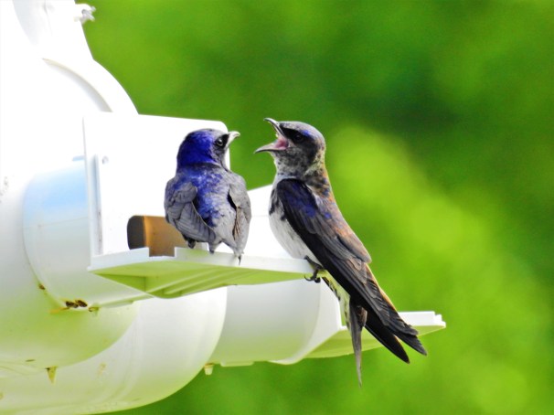Purple Martins