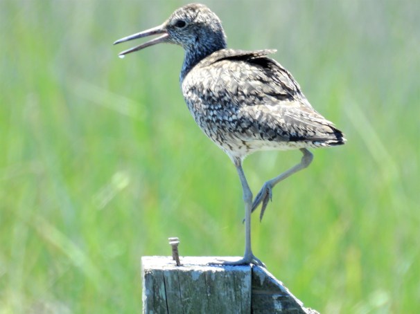 Willet
