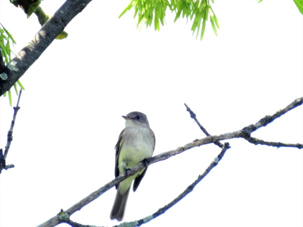 Willow Flycatcher
