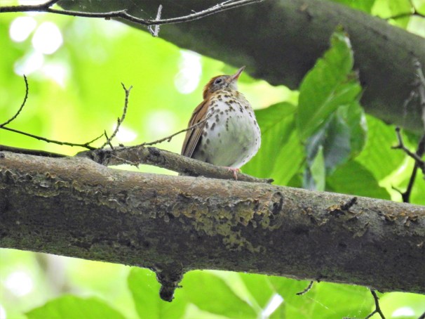 Wood Thrush