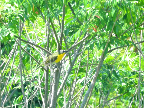 Yellow-breasted Chat