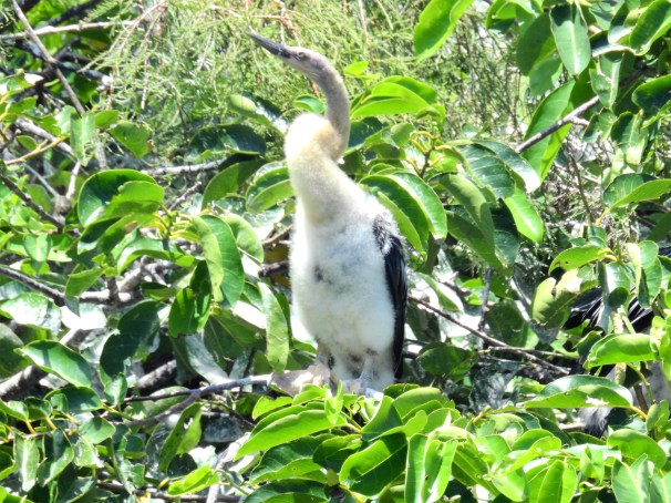 Anhinga Juvenile