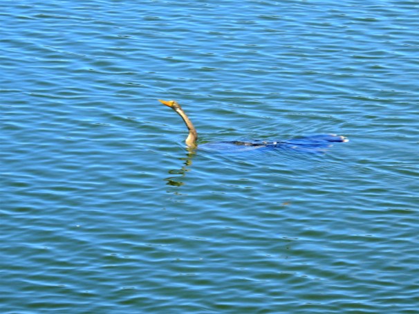 Anhinga (Female) swimming.