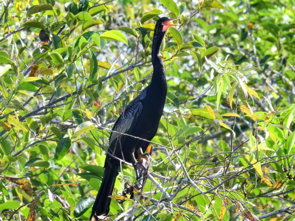 Anhinga Male