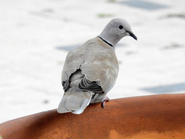 Eurasian Collared-Dove