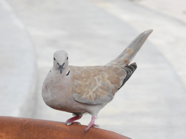 Eurasian Collared-Dove