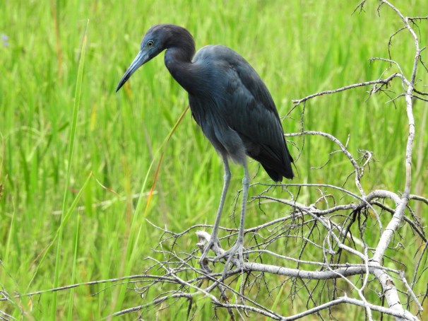 Little Blue Heron