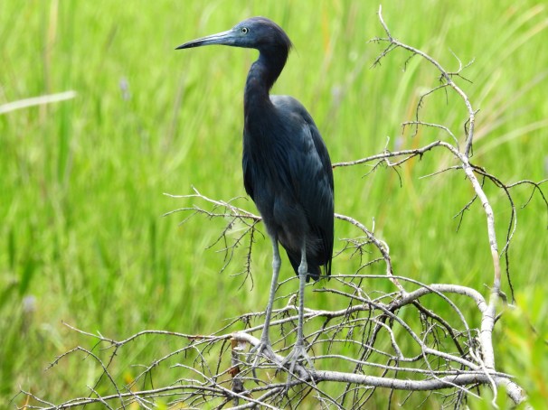 Little Blue Heron