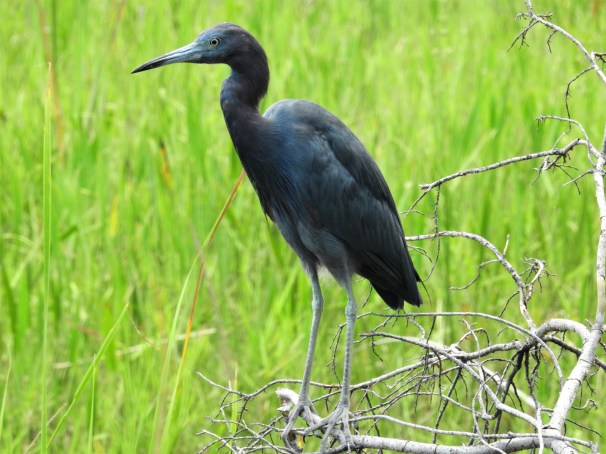 Little Blue Heron