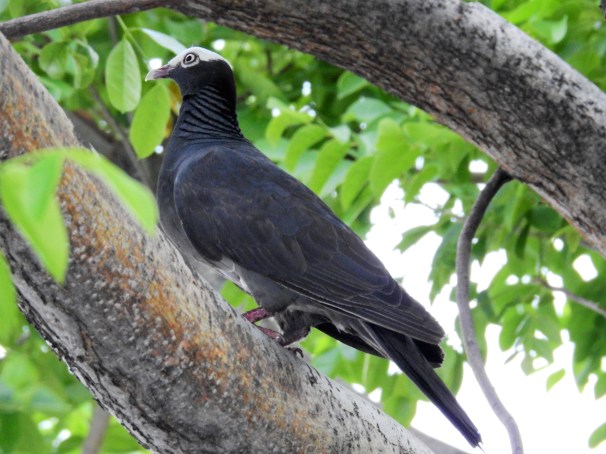 White-crowned Pigeon