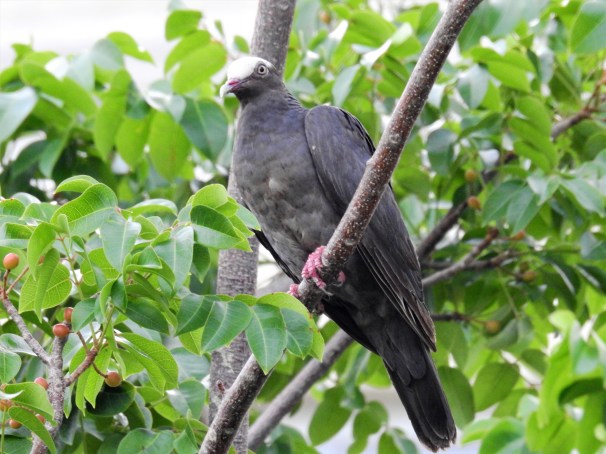 White-crowned Pigeon