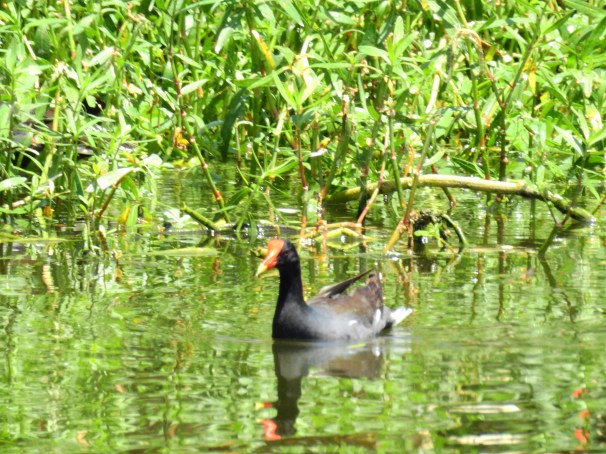 Common Gallinule