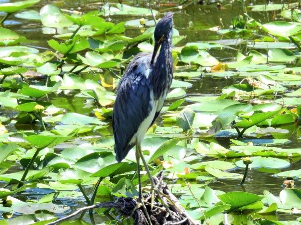 Tricolored Heron