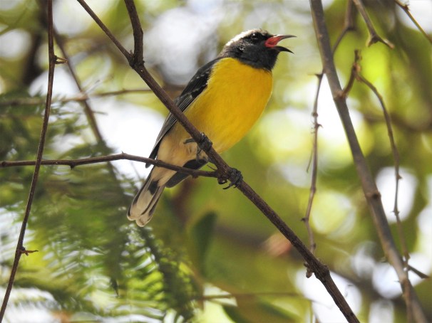 Bananaquit