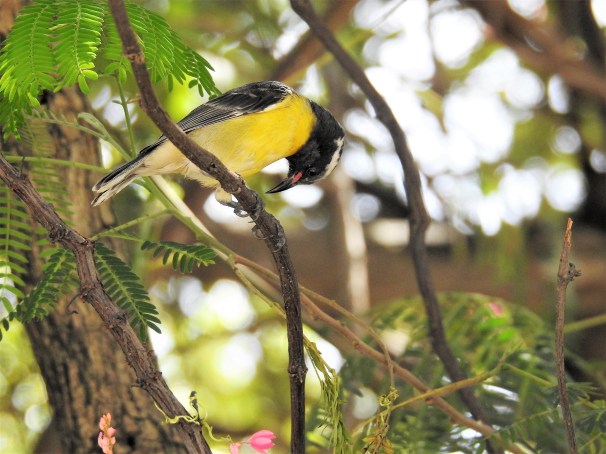 Bananaquit