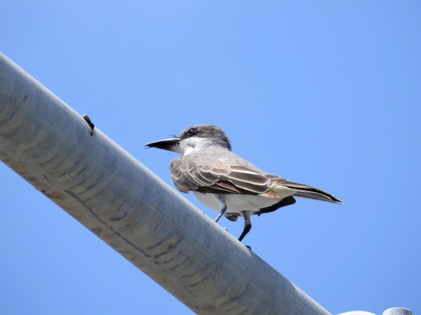 Gray Kingbird in St. Maarten