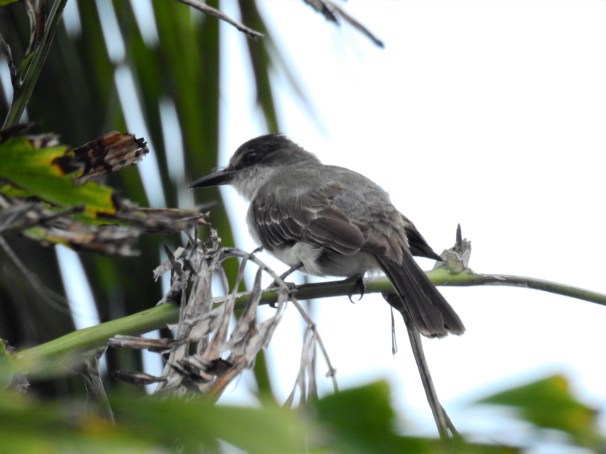 Gray Kingbird