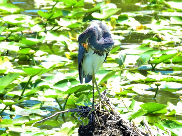 Tricolored Heron