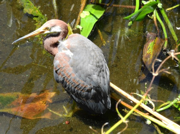 Tricolored Heron [Juvenile]