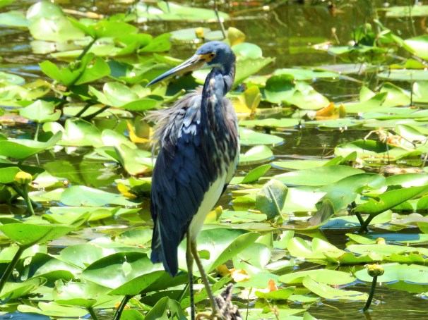 Tricolored Heron