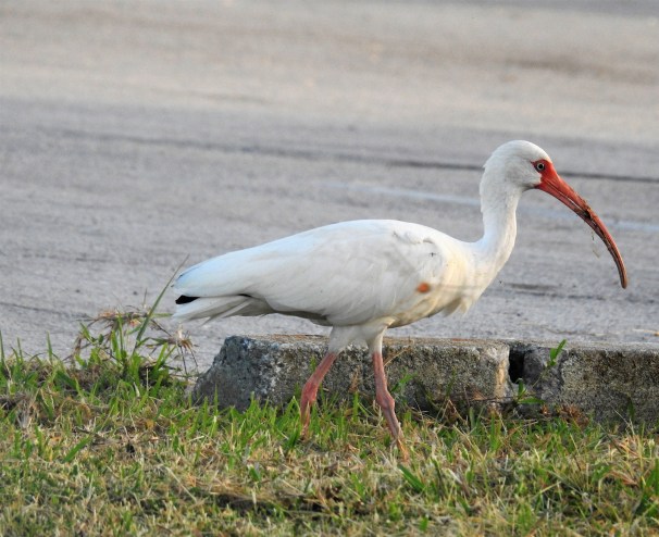 White Ibis