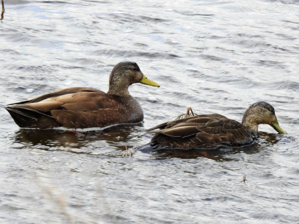 A pair of American Black Ducks