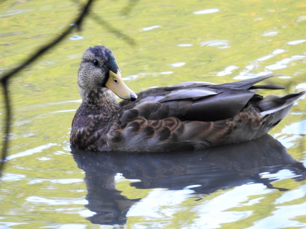 American Black Duck