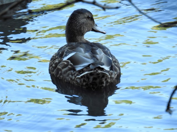 American Black Duck