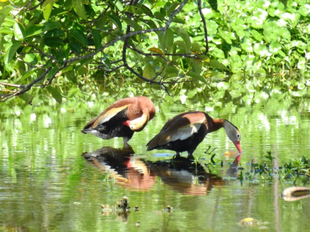 Black-bellied Whistling Ducks