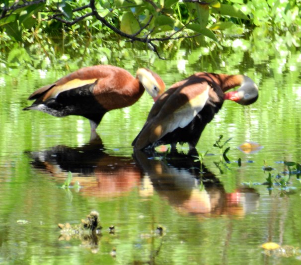 Black-bellied Whistling Duck